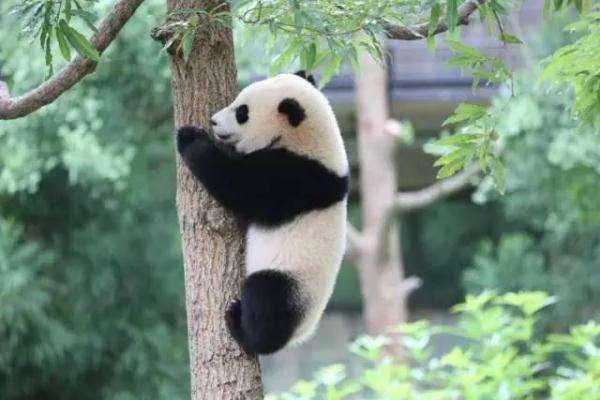 熊猫的便便为什么可以做成纸巾？