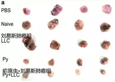 “疟原虫抗癌”真的靠谱吗?