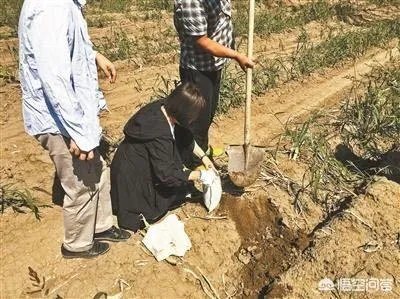 你如何看待““大葱毒死羊”案两名种植户获刑