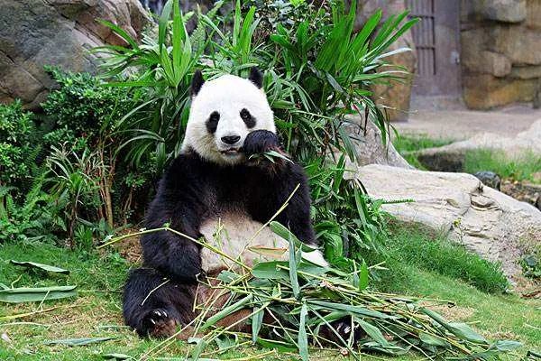 熊猫的便便为什么可以做成纸巾？