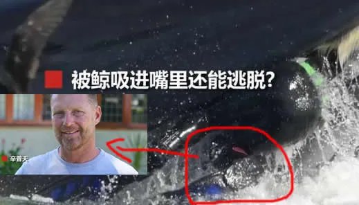 潜水员被鲸鱼吞入画面曝光：还原过程始末惊险一幕（图）