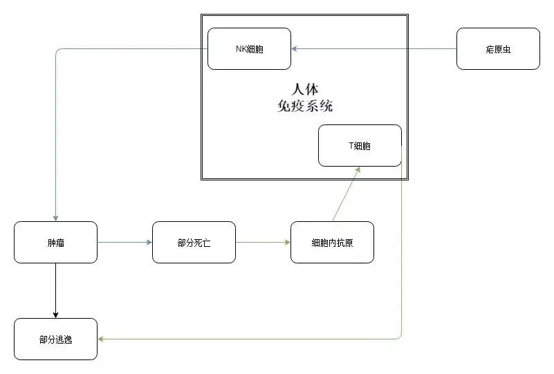 “疟原虫抗癌”真的靠谱吗?