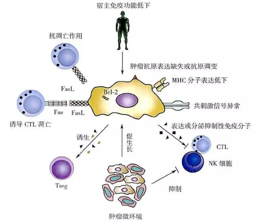 “疟原虫抗癌”真的靠谱吗?