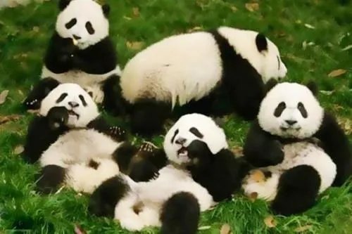 韩国真的有发现大熊猫的化石吗?