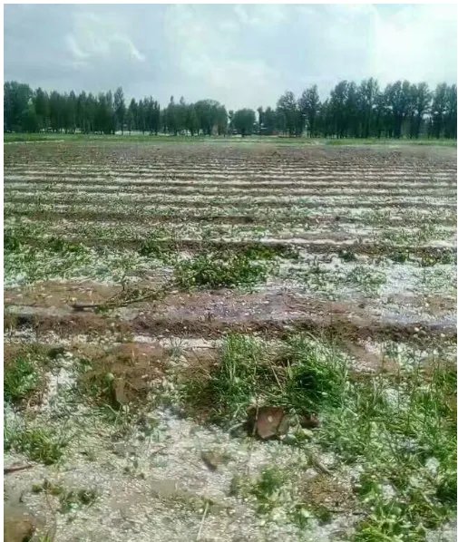 多图陕西榆林遭冰雹情况怎么样?