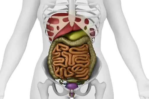 胸腹部脏器结构图