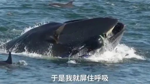 潜水员被鲸鱼吞入画面曝光:还原过程始末惊险一幕(图)