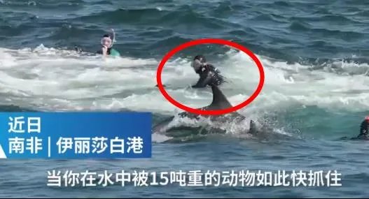 潜水员被鲸鱼吞入画面曝光:还原过程始末惊险一幕(图)