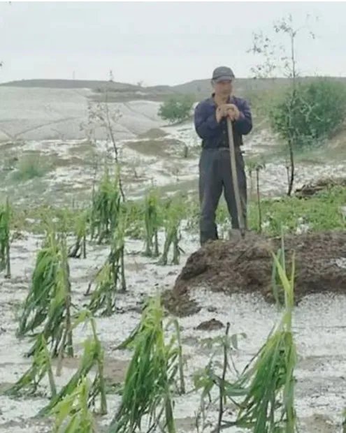 多图陕西榆林遭冰雹情况怎么样?