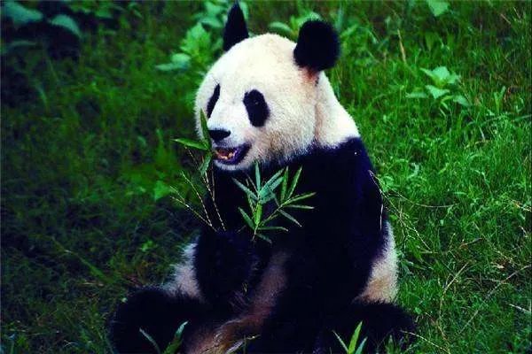 熊猫的便便为什么可以做成纸巾？