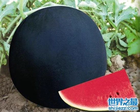 9种全球最贵食物,一起来感受舌尖上的金钱!