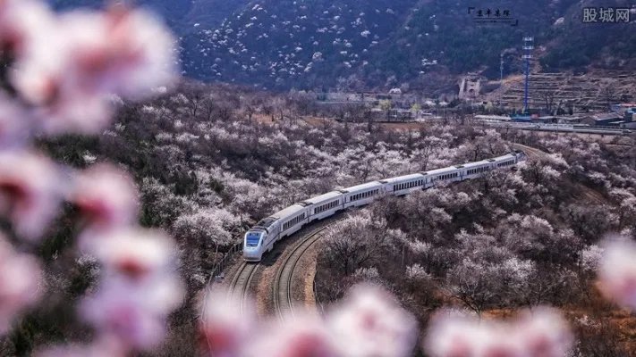 杜鹃花刷爆朋友圈 能死而复生的杜鹃花售价20元一束