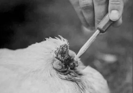 被砍掉头的公鸡为何仍能存活18个月而不死?