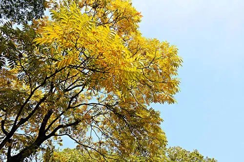 女贞树图片大全 女贞树能不能嫁接桂花