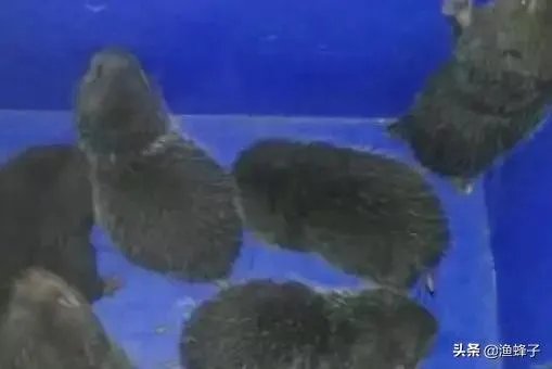 疫情后,竹鼠养殖前景会如何?