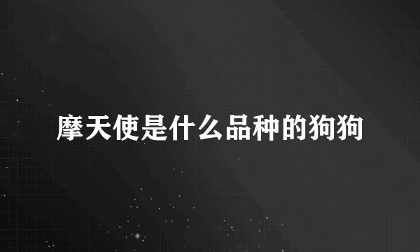 摩天使是什么品种的狗狗