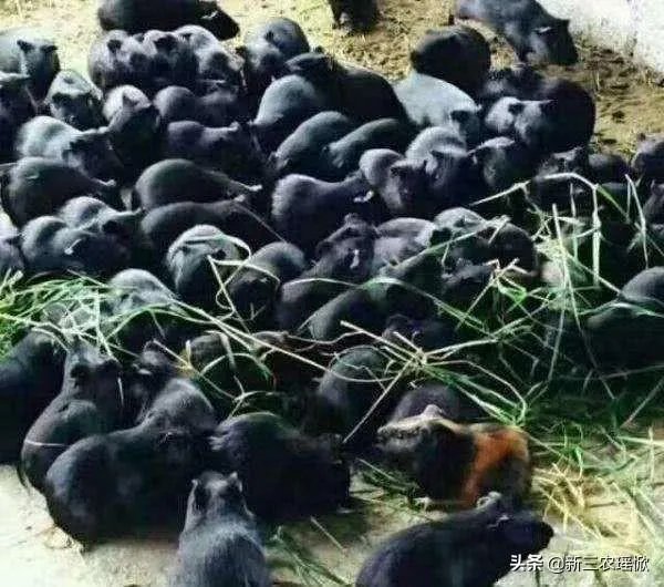 疫情后,竹鼠养殖前景会如何?