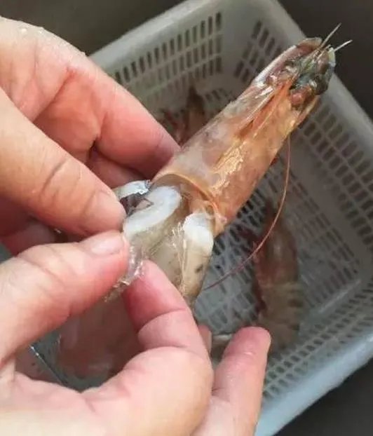 注胶虾到底是怎么回事?