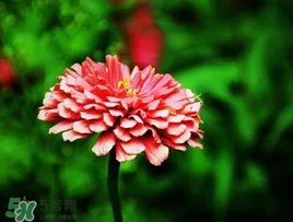 3月份开什么花?3月份开的花有哪些?