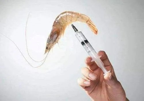 注胶虾到底是怎么回事?