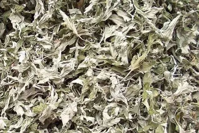 正宗艾叶图片