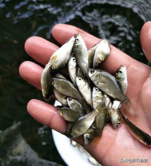 鱼塘随便放三四条小鲫鱼能繁殖越来越多吗?