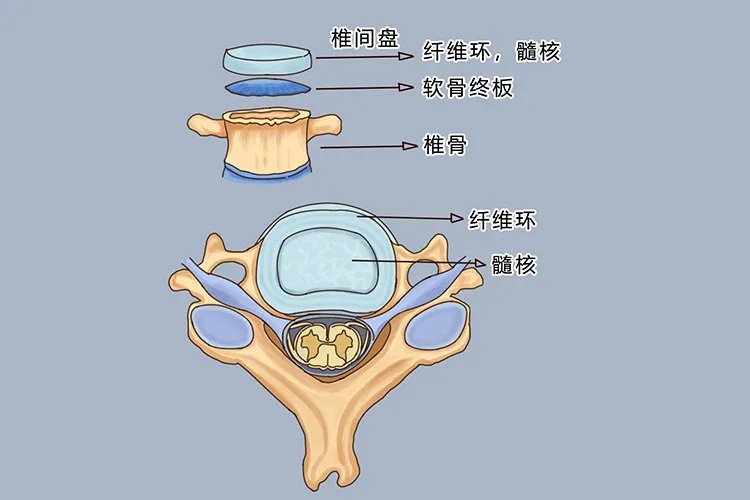 腰椎间盘结构图