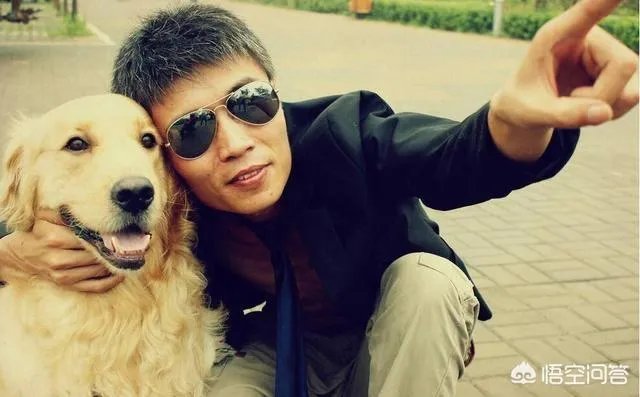为什么大家都不敢养金毛犬?