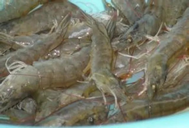海中钓鱼用什么饵?