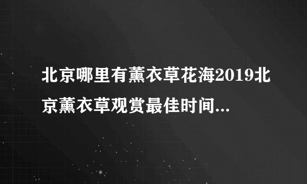 北京哪里有薰衣草花海2019北京薰衣草观赏最佳时间+地点+票价