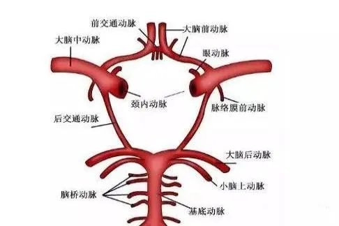 大脑willis环解剖图