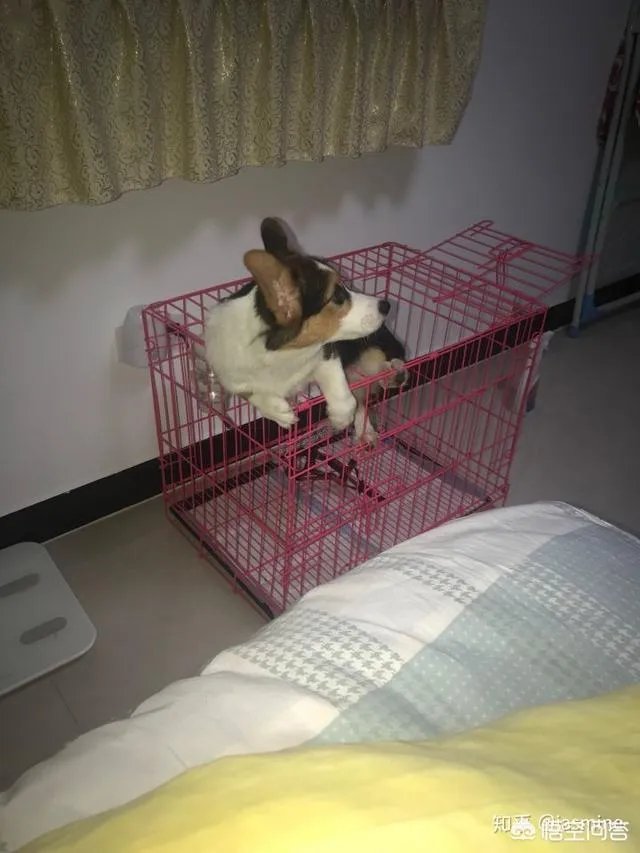 养一只柯基一年大概要多少钱?