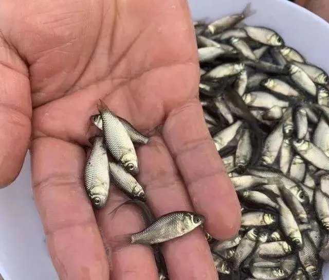 鱼塘随便放三四条小鲫鱼能繁殖越来越多吗?