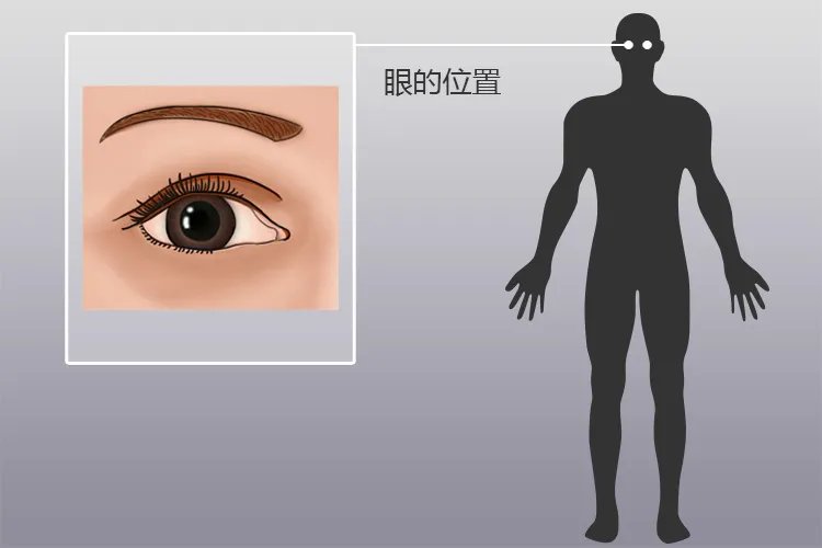 眼睛的结构图