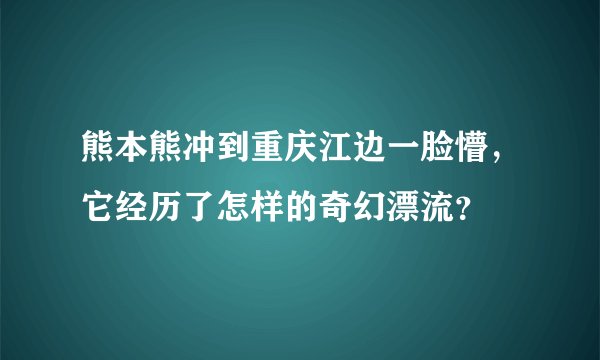 熊本熊冲到重庆江边一脸懵，它经历了怎样的奇幻漂流？