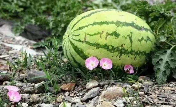 石头瓜是什么瓜?如何种植石头瓜?