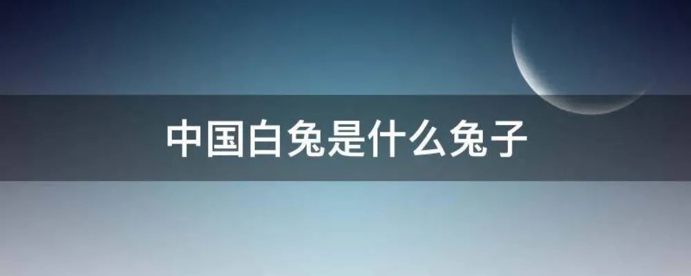 中国白兔是什么兔子