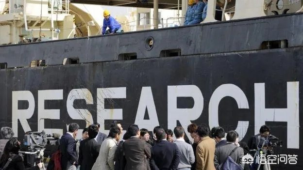你怎么看待“日本从南极捕回333头鲸鱼”,并将7月将正式重启商业捕鲸这种行为?
