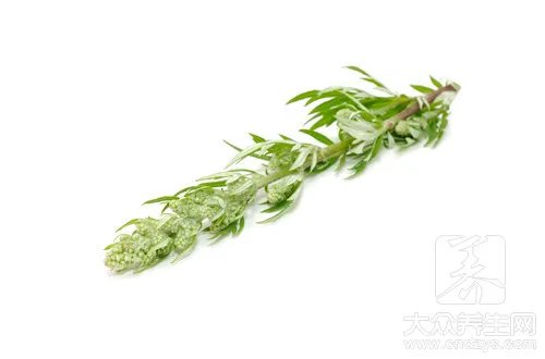  干柳蒿芽的作用与功效