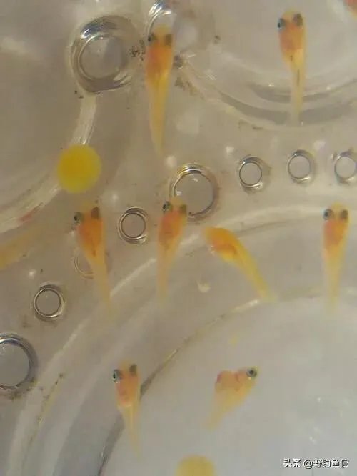 鱼塘随便放三四条小鲫鱼能繁殖越来越多吗?