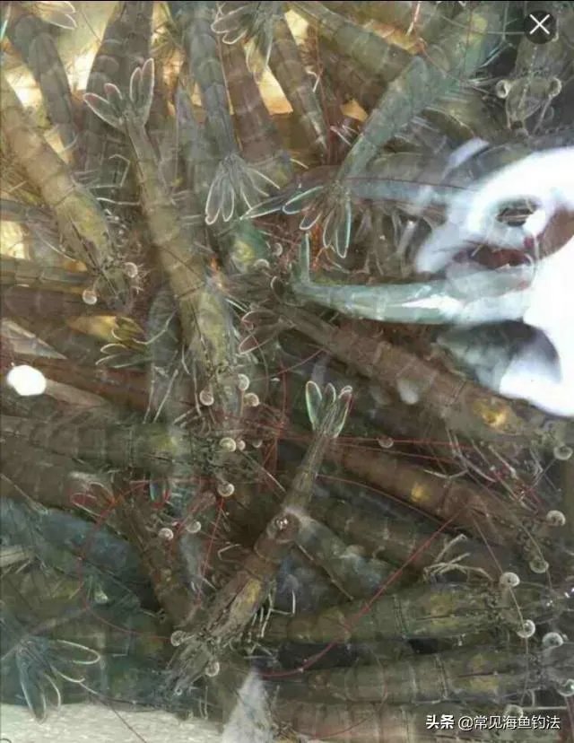 海中钓鱼用什么饵?