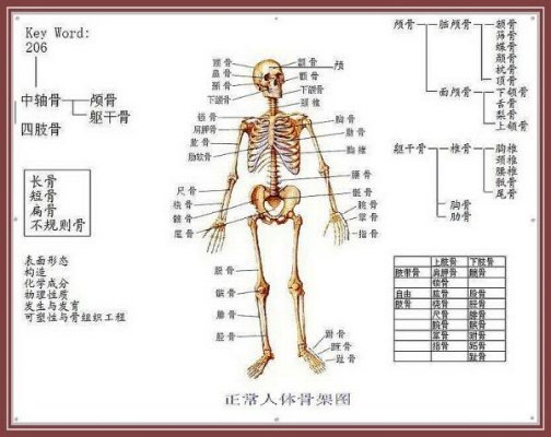 肩胛骨在哪图片