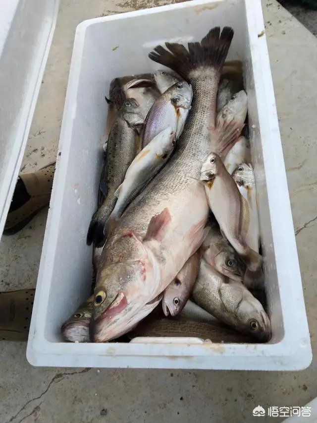 海中钓鱼用什么饵?
