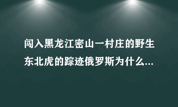 闯入黑龙江密山一村庄的野生东北虎的踪迹俄罗斯为什么会了如指掌？