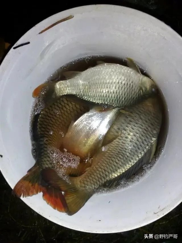 升钟湖钓鱼怎么收费? - 芝士回答