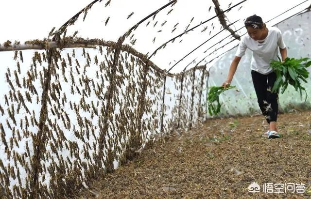 你认为农村养殖蝗虫前景怎么样?