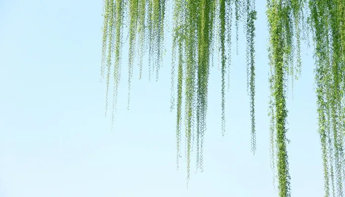 柳树是怎么传播种子的 柳树是怎么传播种子的方法