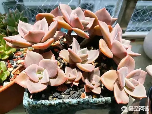 不同的多肉植物,在度夏时,有什么区别吗?