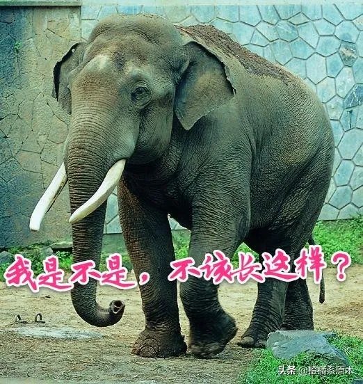 您对肖战设计疑似侵权怎么看?