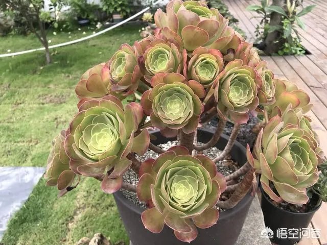 不同的多肉植物,在度夏时,有什么区别吗?